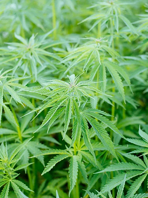 cannabis seeds in bulk