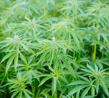 cannabis seeds in bulk