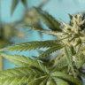 Hidden Signs of Cannabis Abuse