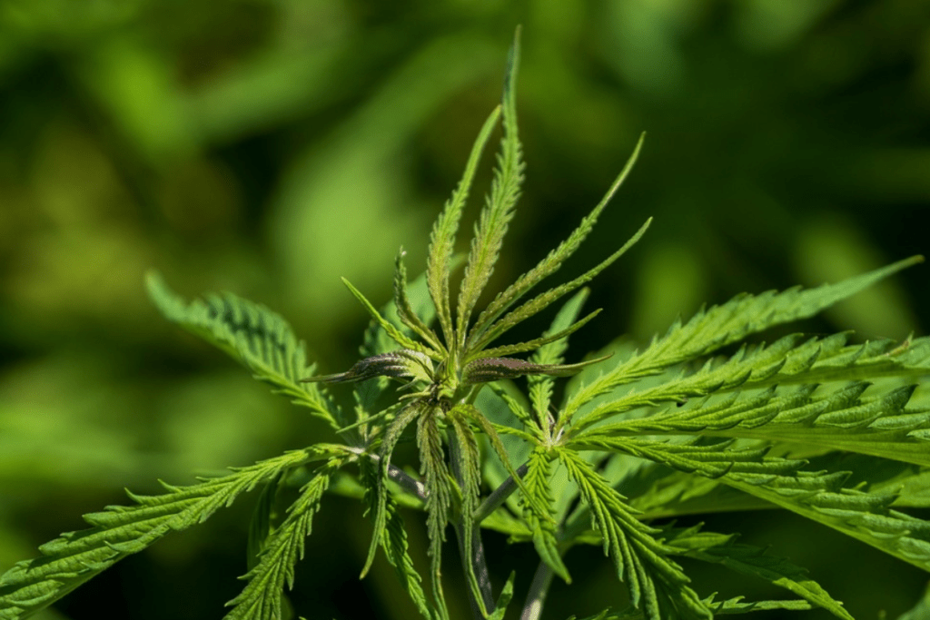 Cannabis and the Endocannabinoid System