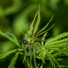 Cannabis and the Endocannabinoid System