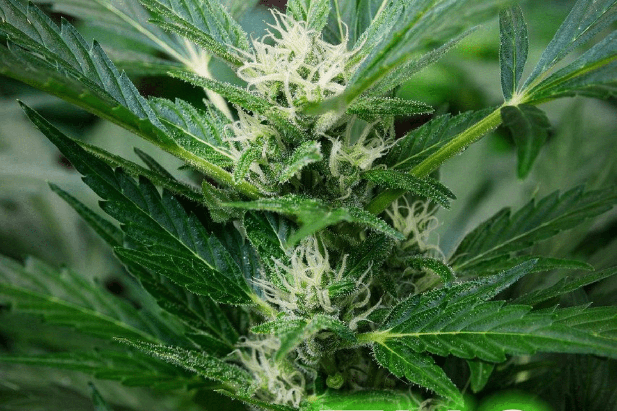 Global Evolution of Cannabis Perception